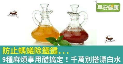 漂白水 螞蟻